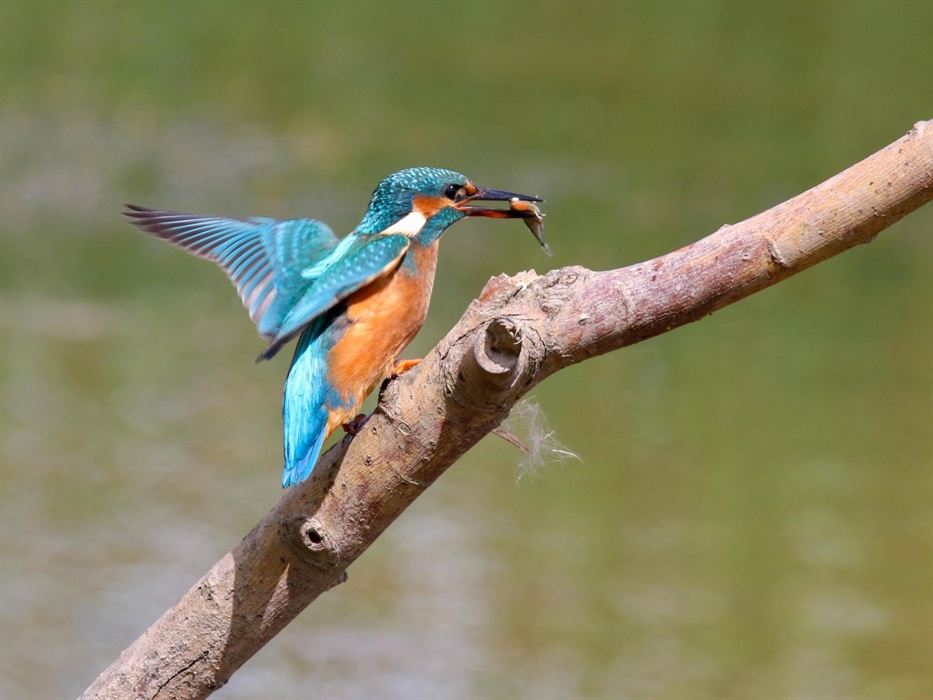 A kingfisher perched on a branch holds a small fish in its beak.