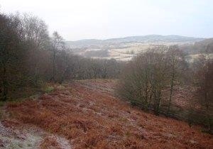 Coed Crafnant Reserve
