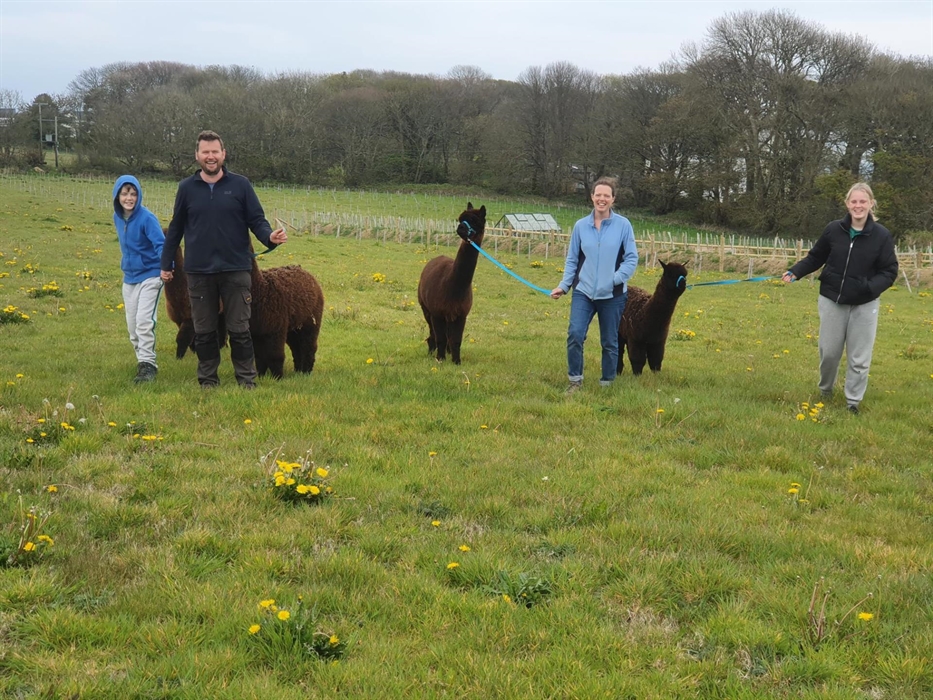 Alpaca Walking at Sweet Home Alpaca