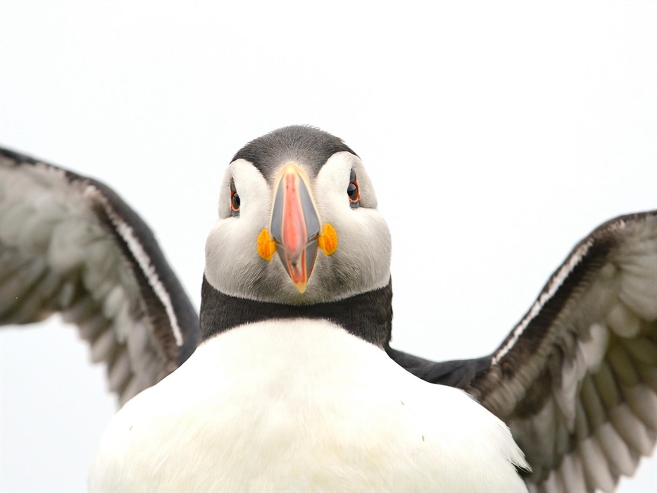 Puffin - Image Credit: Ben Andrew