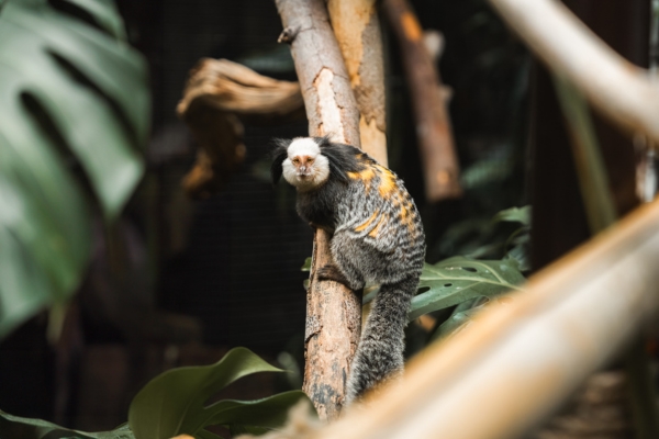 A Geoffroy's marmoset sitting on a branch amongst the trees looking at camera, at Plantasia Tropical Zoo