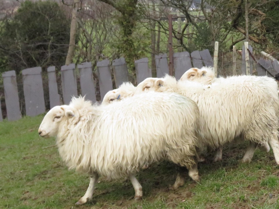 Watching a sheep dog demonstration