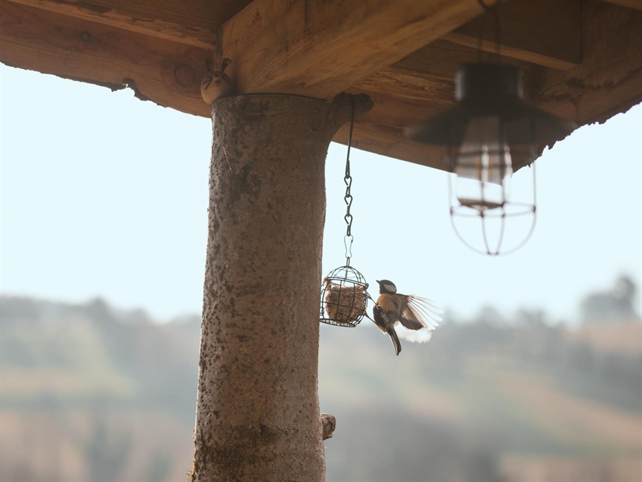 Sit a while and watch the birds