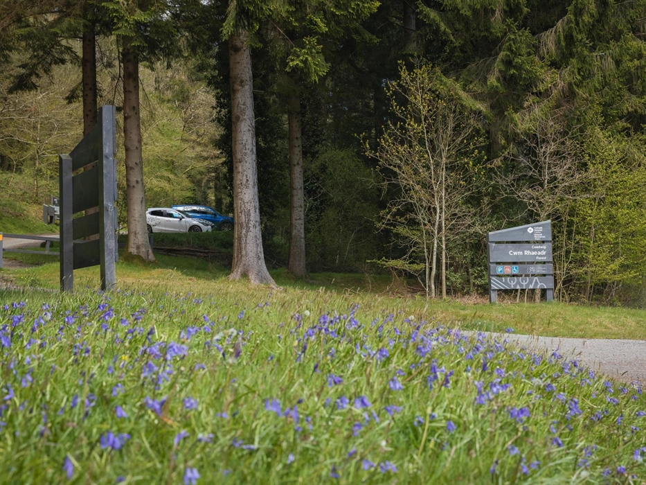 Cwm Rhaeadr Woodland