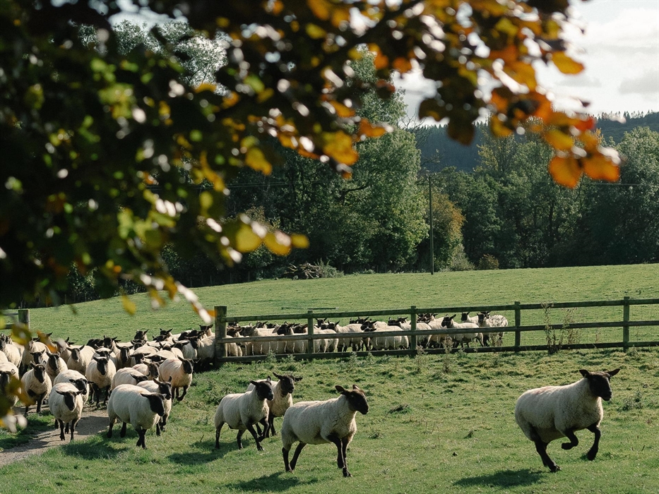 The sheep surrounding the cabins