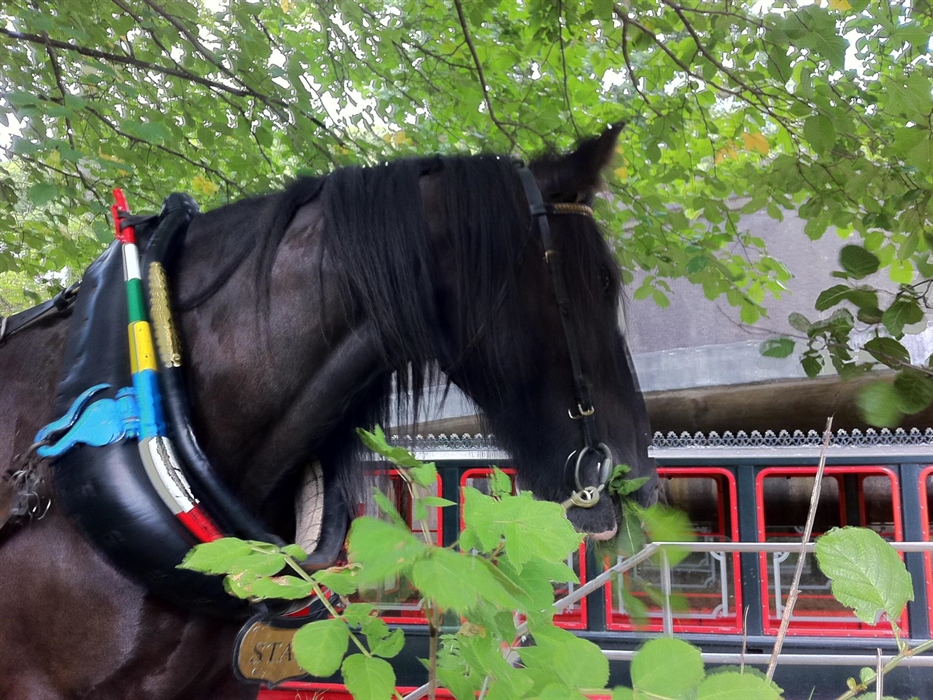 Horse with passenger boat