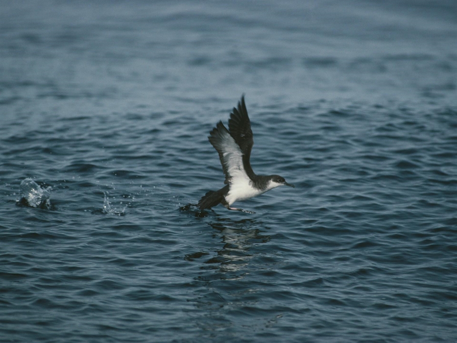 Manx Shearwater - Image Credit: Chris Gomersall