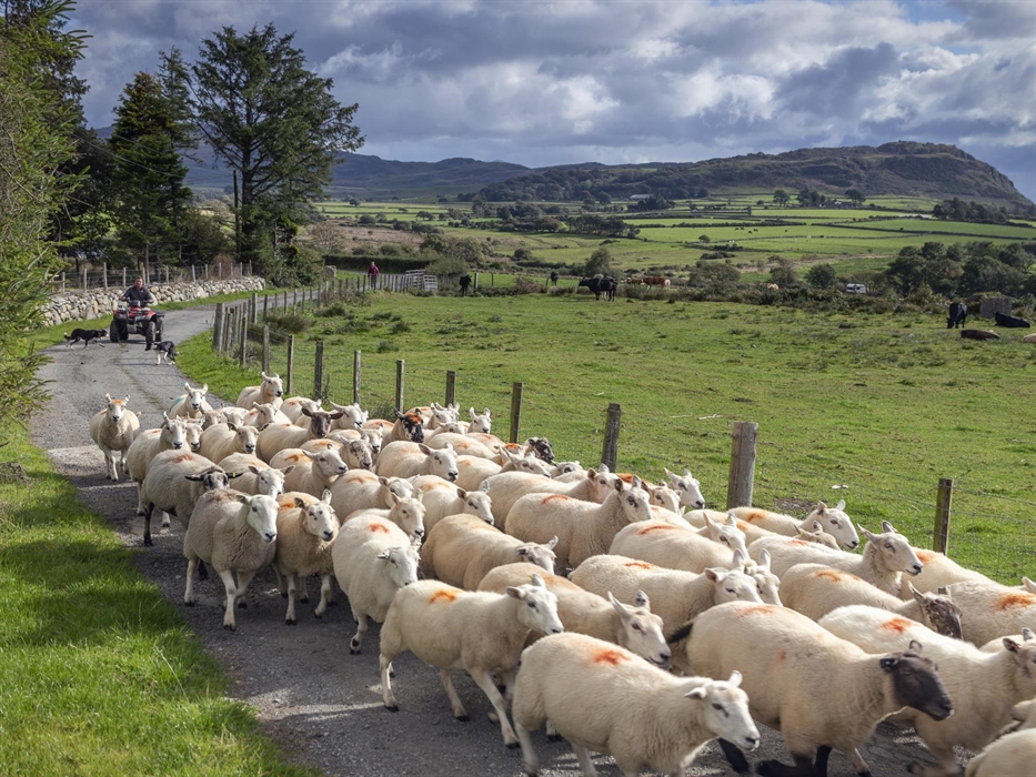 Luxurious Glamping Pods based on a welsh working farm outside Criccieth.  Three Luxury Pods two with Hot Tub and one is Pet friendly. Views of the Sno
