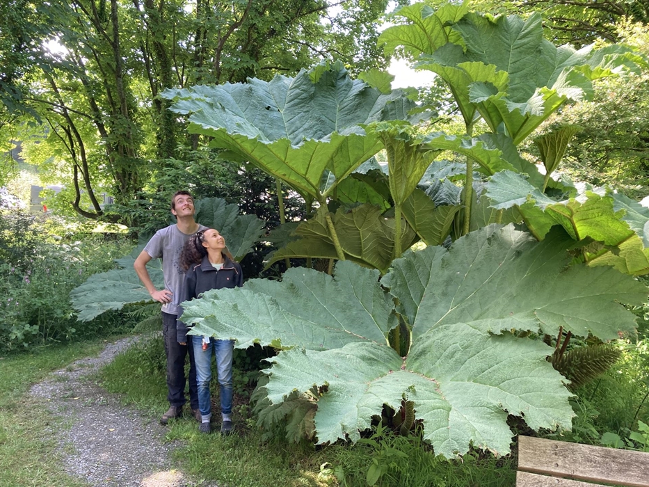 See our collection of exotic plants dotted around the campsite. You wont find bigger leaves in Wales!