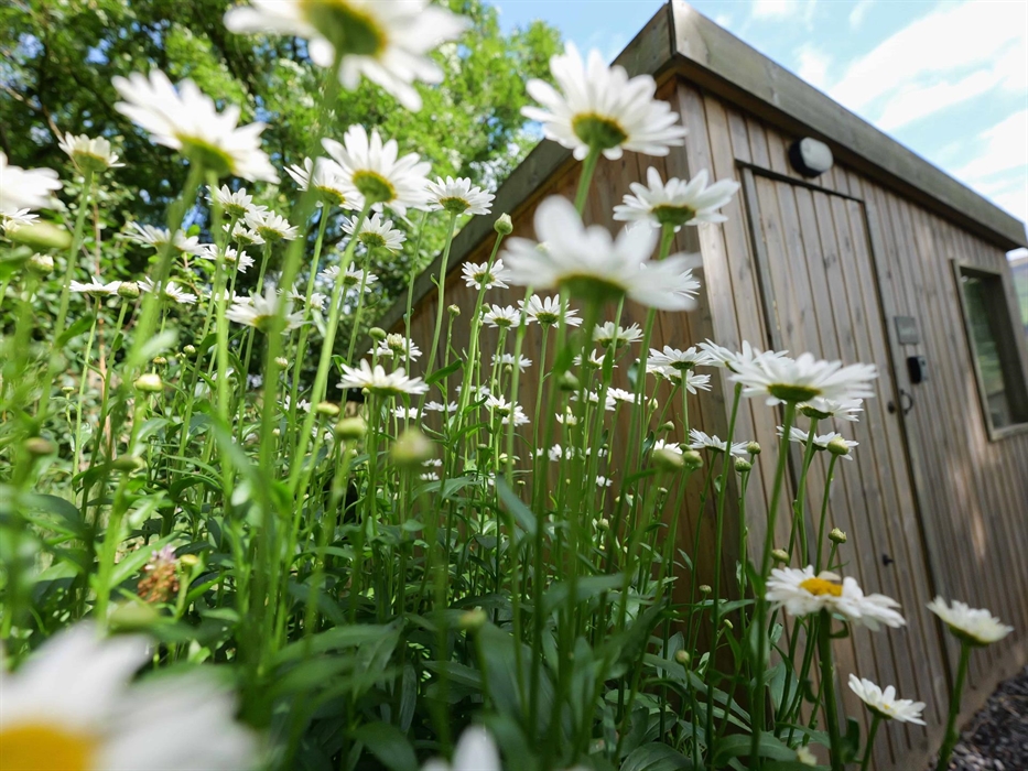 tall daisy plants in front of a wooden cabin