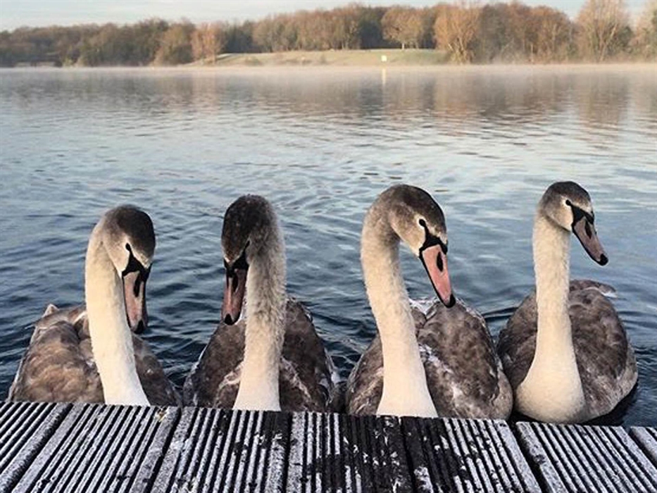 Four beautiful cygnets on a frosty morning.