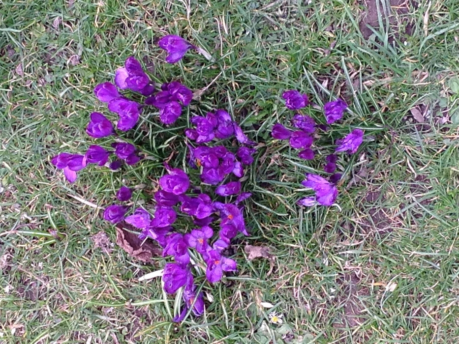 Just some spring crocuses