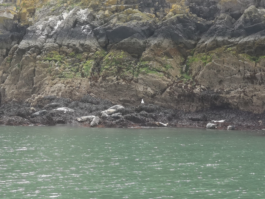 Atlantic Grey Seals hauled-out