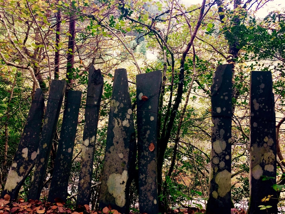 Corris slate in surrounding woodland