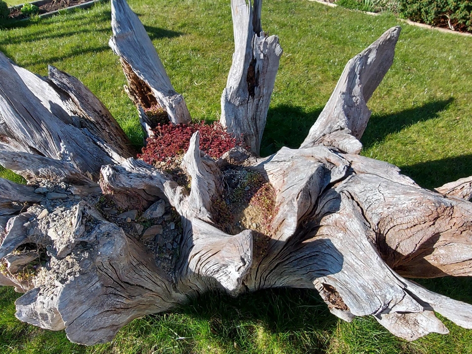 A natural feature on the lawn is a craggy old upturned root