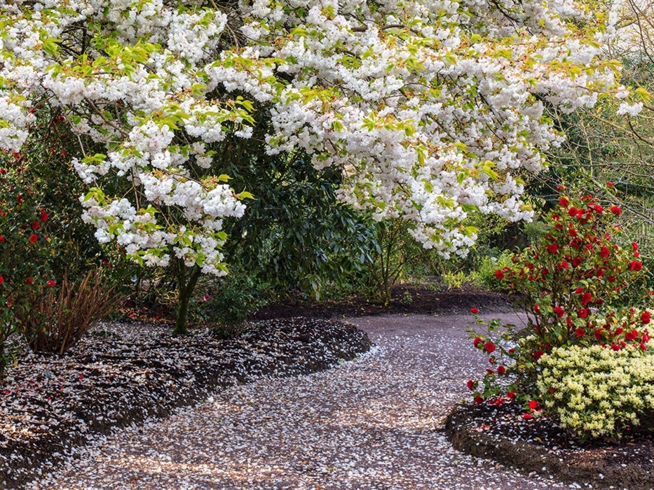 Cherry Blossom in the Asiatic Garden