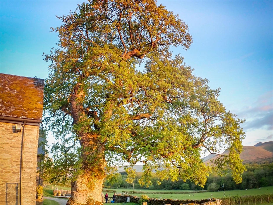 Some of the oak trees at Hilltops Brecon Holiday Cottages are around 400 years old