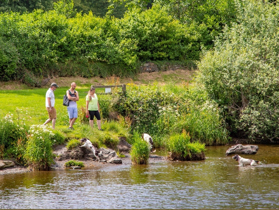 Dogs playing in the river with a small group of people watching
