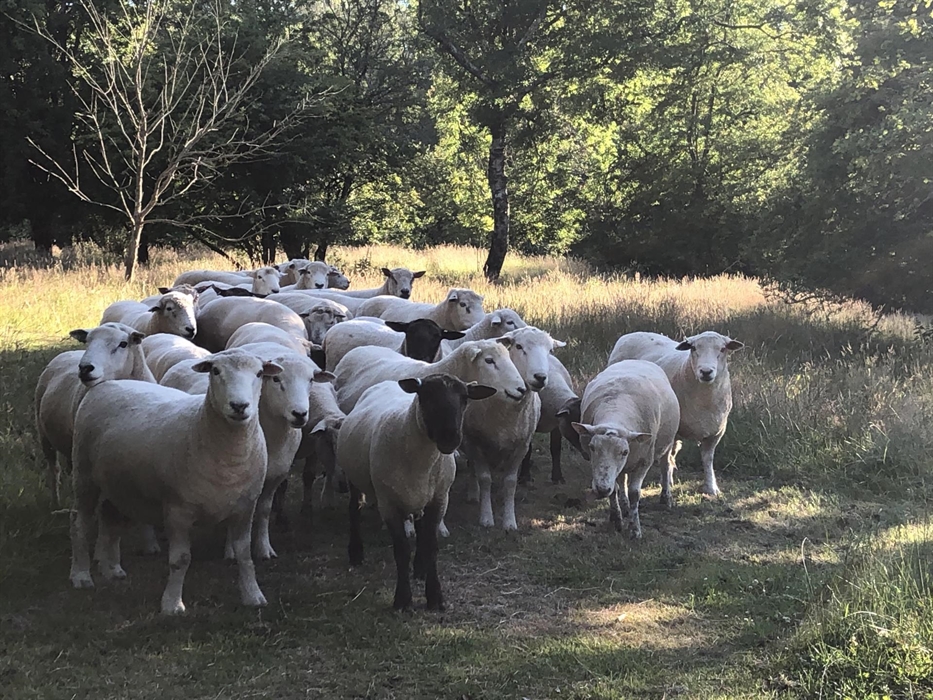 we have a few sheep that help keep the grass in check. You'll meet them on your walk around.