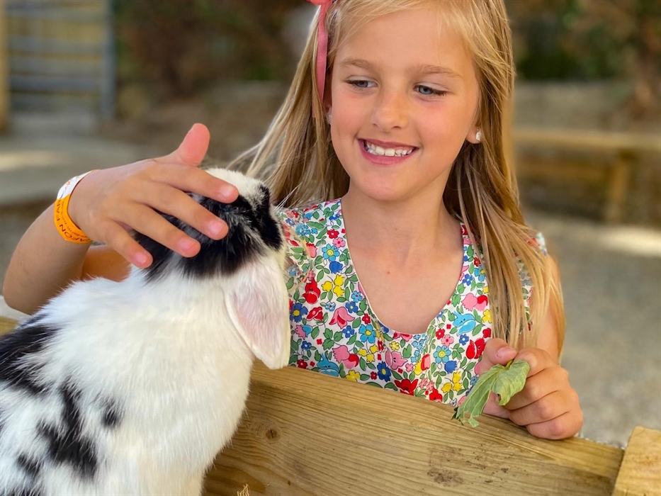 Meet our rabbits at Pet's Corner