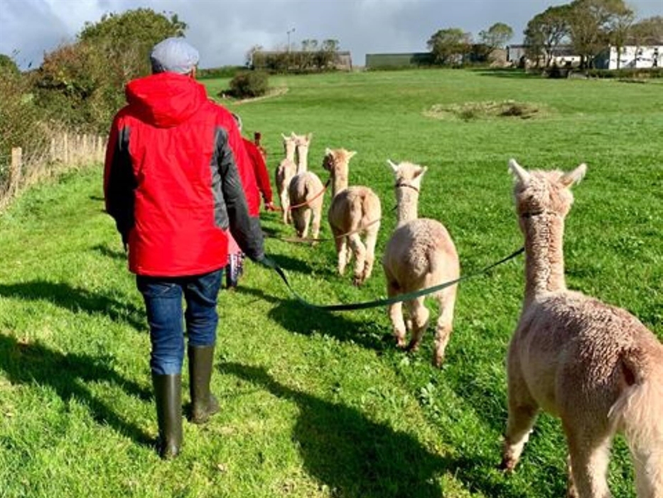 Pembrokeshire Alpaca Trekking