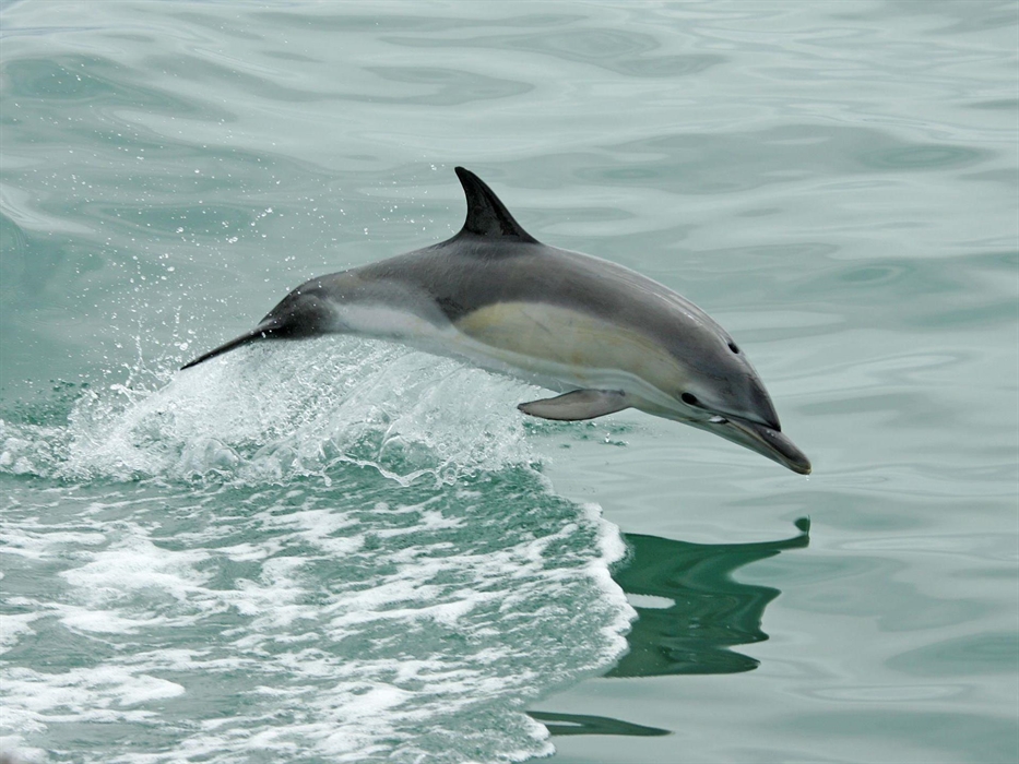 Voyages of Discovery