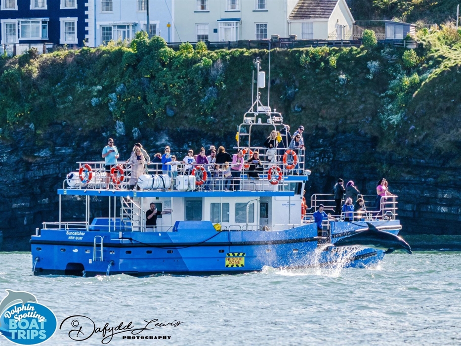 Dolphin Spotting Boat Trips