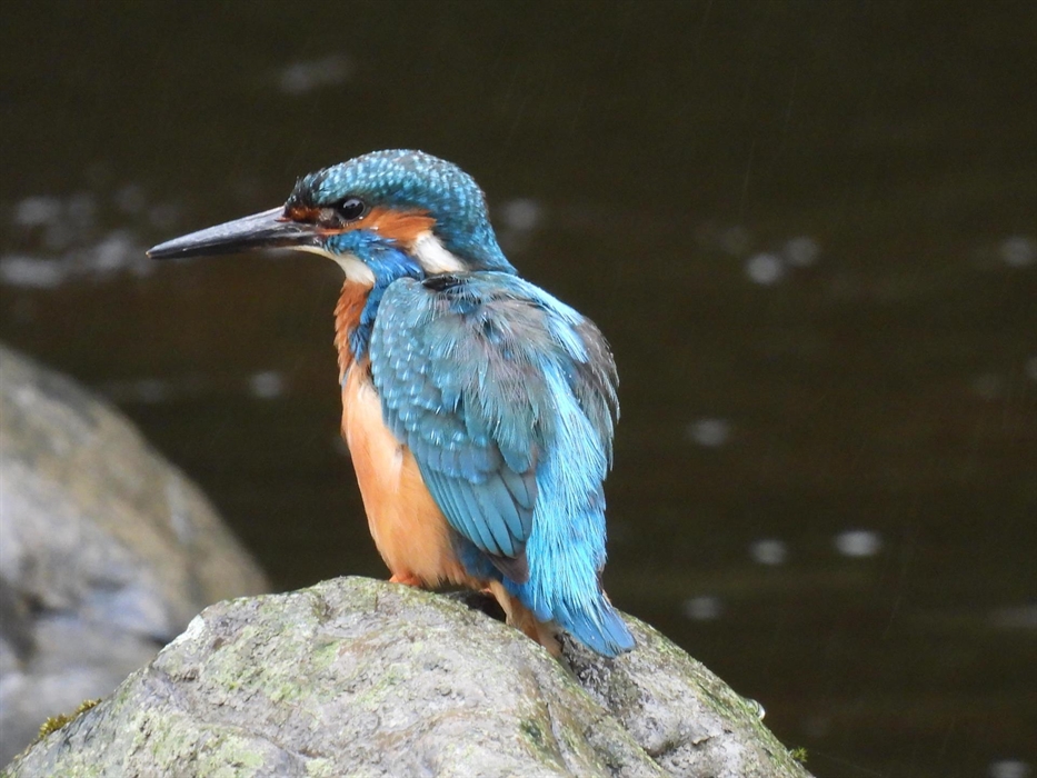 Kingfisher at Dolgead Hall