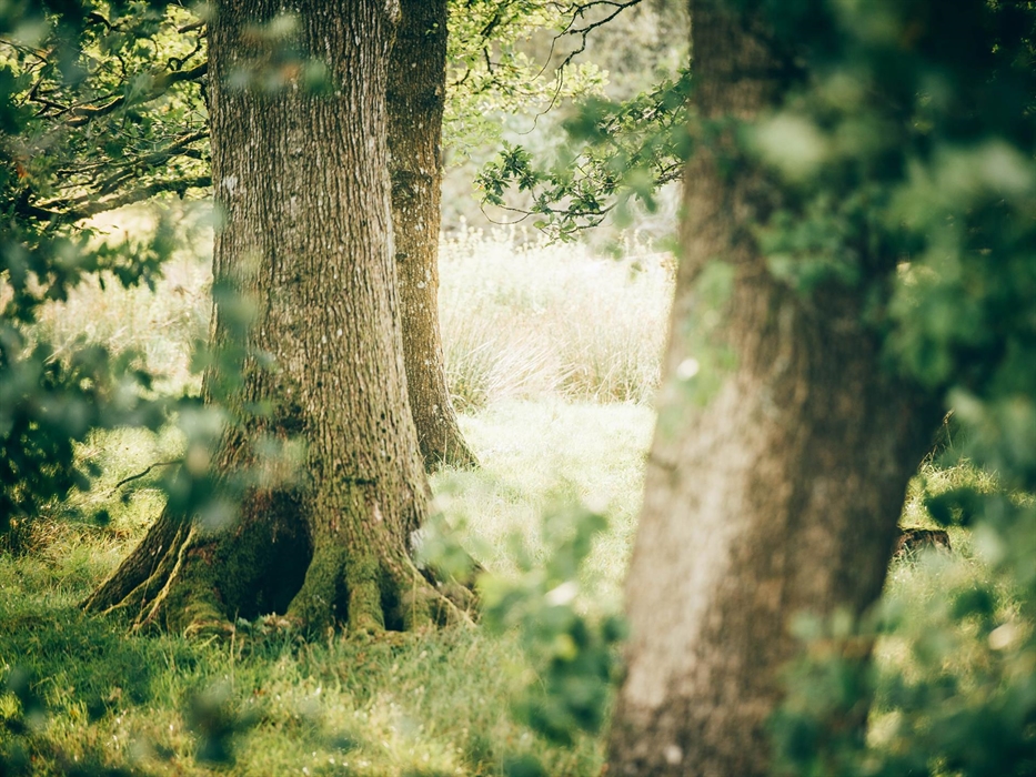 Trees at Nantseren glamping