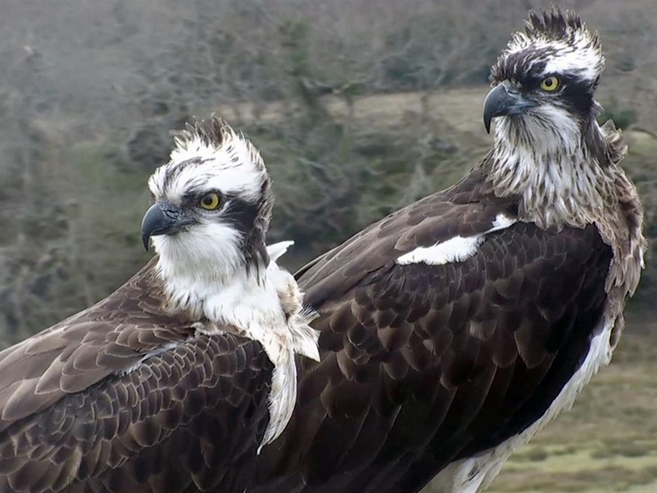 Glaslyn Ospreys