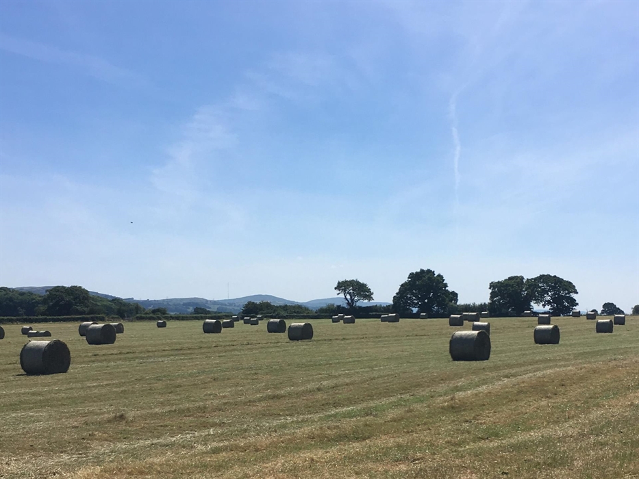 field of hay bales