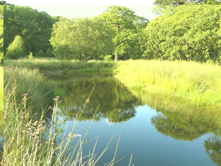 Wildlife Pond at Nannerth