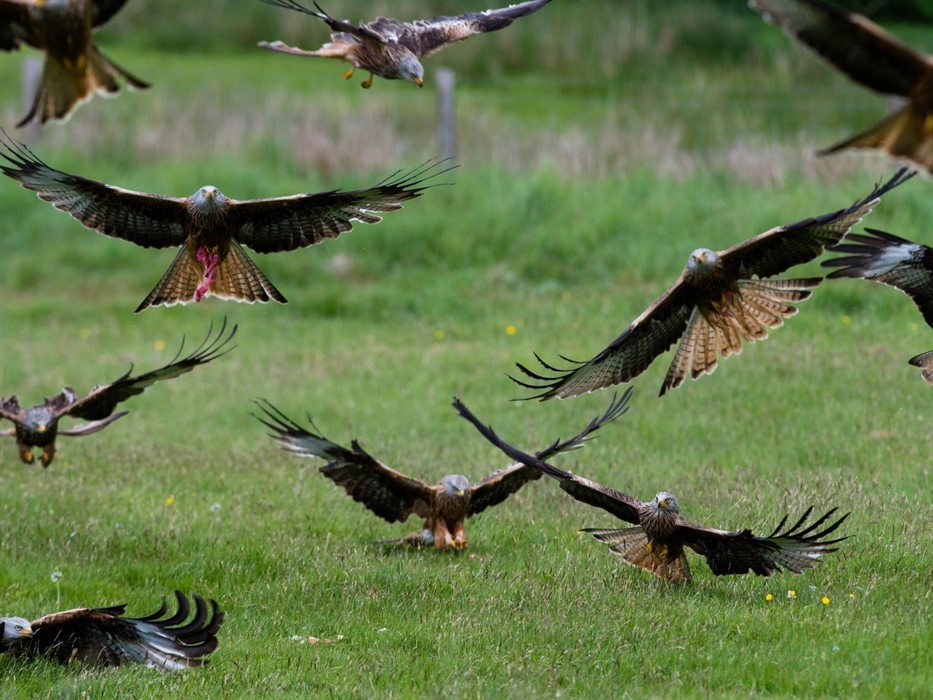 Gigrin Red Kite Feeding Centre
