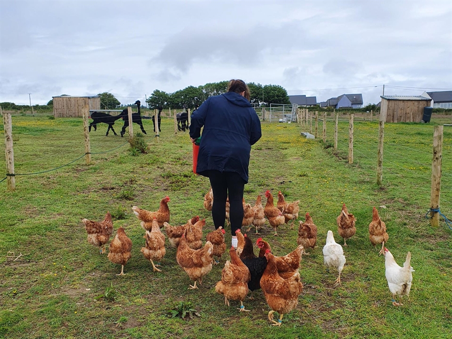 Alpaca Walking at Sweet Home Alpaca