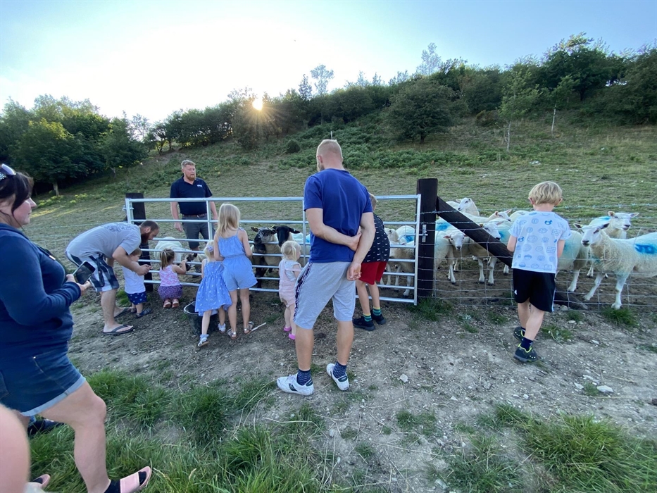Belan Bluebell Woods