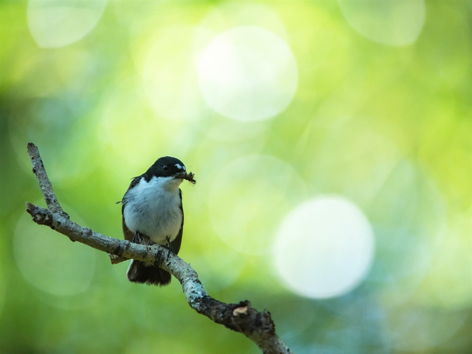 Pied Flycatcher - Image Credit: Ben Andrew