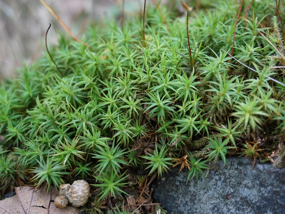 This moss is found growing in the damp atmosphere near the Waterfall