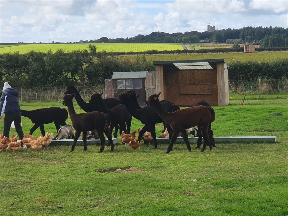Alpaca Walking at Sweet Home Alpaca