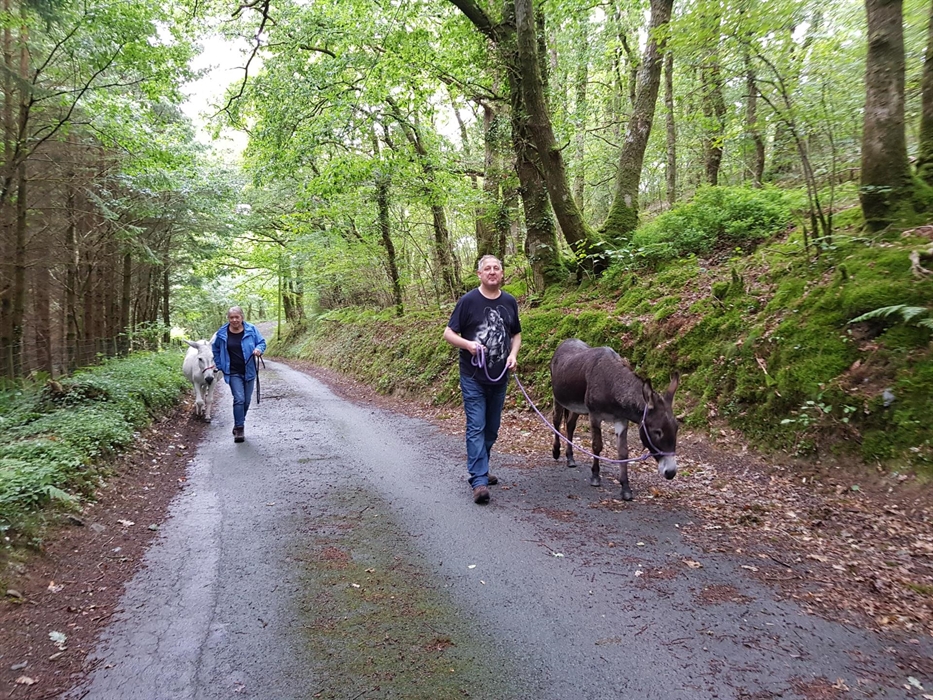 Mosses and Twister investigating the lanes with some donkey walkers