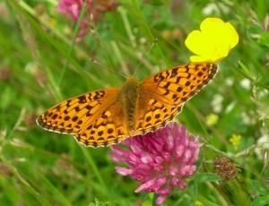 Gilfach Nature Reserve