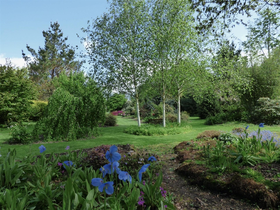 Blue Himalayan poppies in June