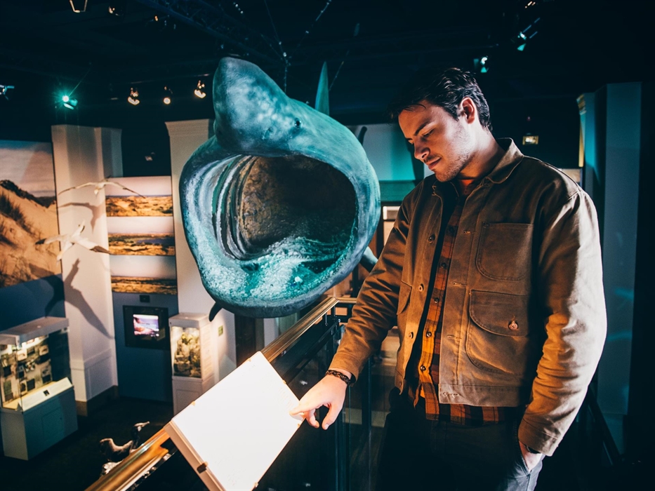 young man reading information panel. in the background is a life size model of a basking shark with mouth wide open