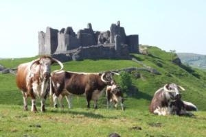 Carreg Cennan Rare Breeds Farm