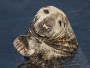A friendly wave from a Grey Seal