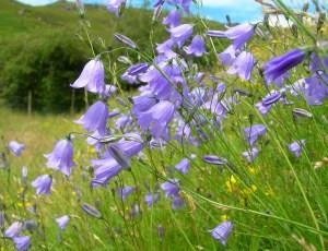Gilfach Nature Reserve
