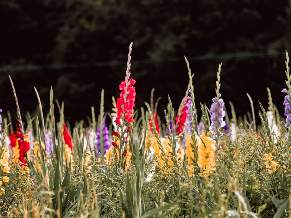 Forage_Gladioli