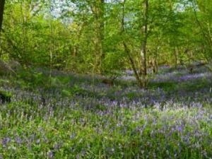 Image Credit: Montgomeryshire Wildlife Trust