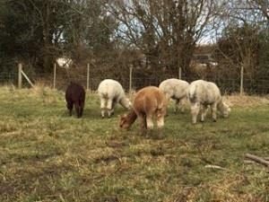 Pen Y Graig Holiday Cottage