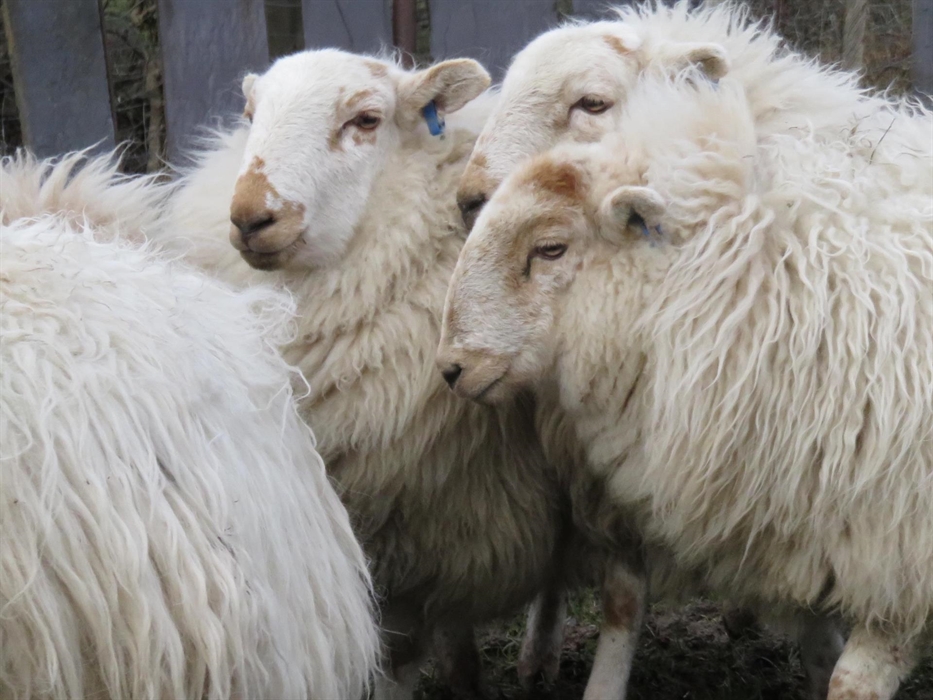 Welsh Mountain Sheep, Crawiau and Sheepdog working in field