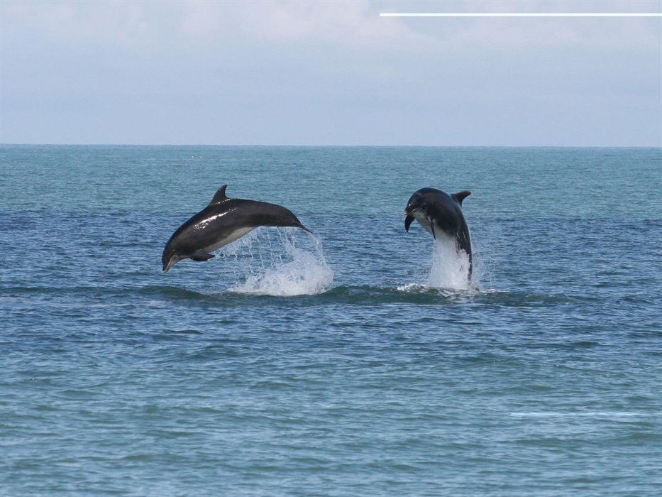 Bottlenose Dolphins,Cardigan Bay